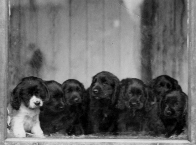 Cardie's Puppies 1930's.jpg